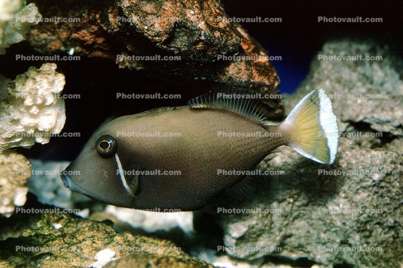 Triggerfish, Perciformes, Siganidae