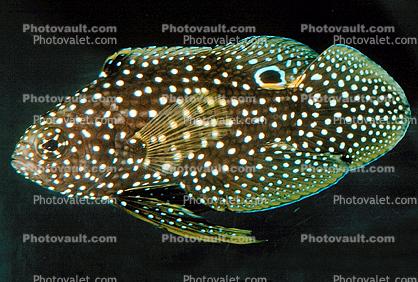 Marine Betta Grouper, (Calloplesiops altivelis), Perciformes, PlesiopidaeMajestic Angelfish, Pomacanthus navarchus, Perciformes, Siganidae, Blue-girdled angelfish
