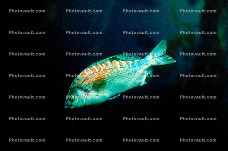 Blue rockfish, (Sebastes mystinus)Blue rockfish, (Sebastes mystinus)