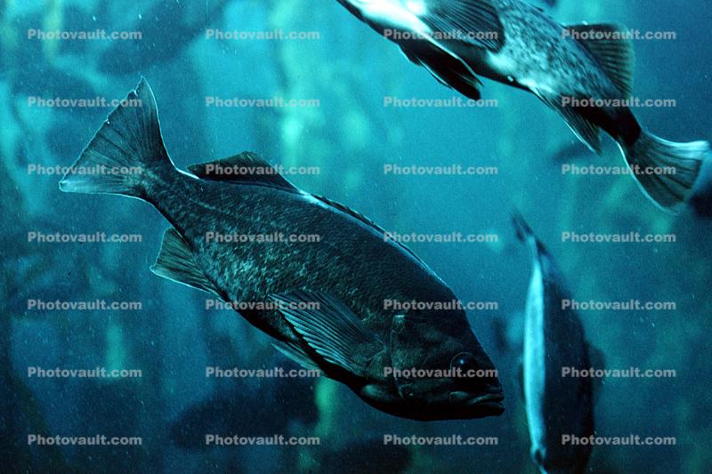 Kelp RockfishRockfish