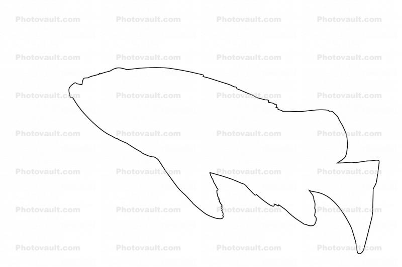Rockfish, Outline, line drawing, shape
