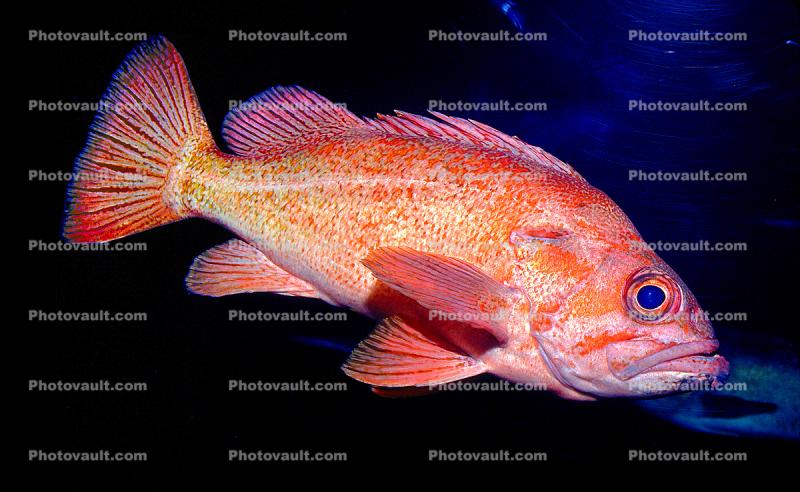 Rockfish, (Sebastes rosaceus), Scorpaeniformes, Sebastidae