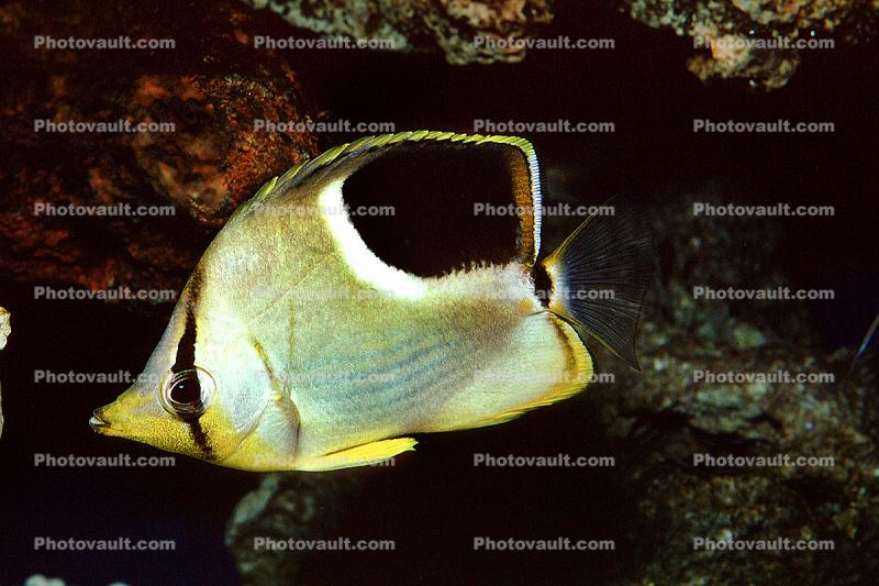 Reef Butterflyfish (Chaetodon sedentarius), Perciformes, Siganidae