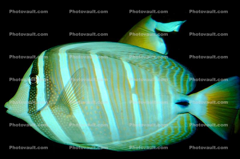 Red Sea sailfin tang, (Zebrasoma desjardinii), Perciformes, Acanthuridae