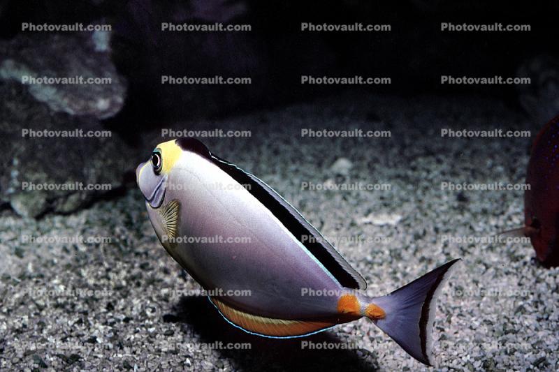 Naso Tang, (Naso lituratus), Orangespine unicornfish, Perciformes, Acanthuridae