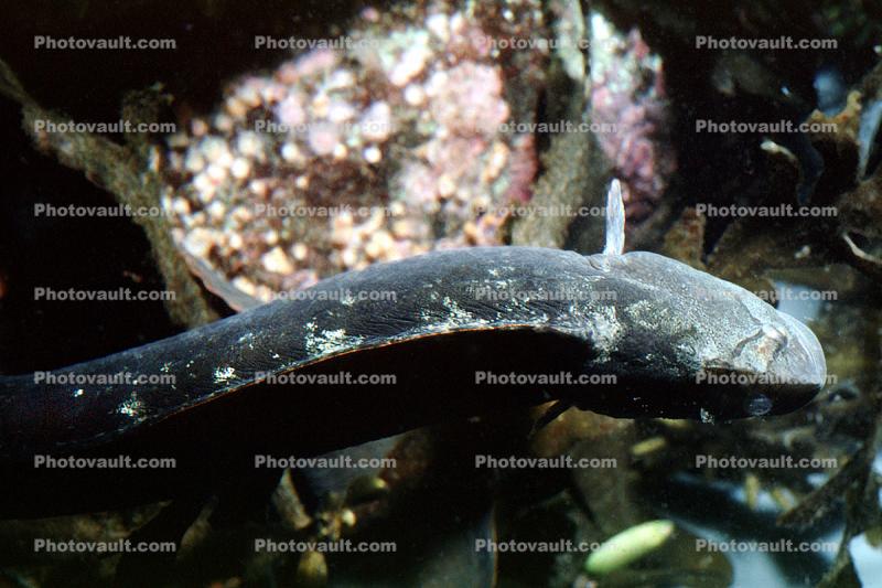 Monkeyface-eel, (Cebidichthys violaceus), Perciformes, Zoarcoidei, Stichaeidae