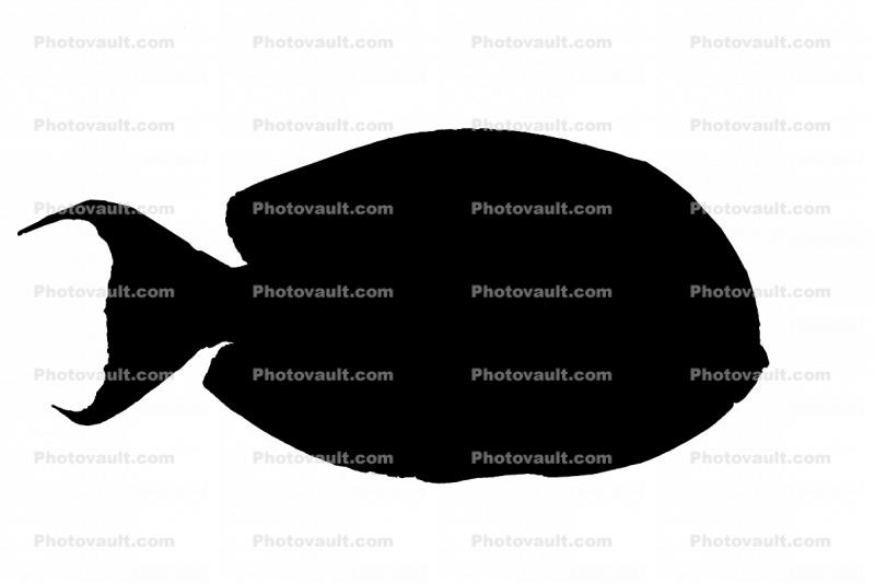Tang silhouette, Acanthuridae, shape, logo