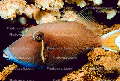 White-tailed Triggerfish, Halfmoon, Triggerfish, (Sufflamen chrysopterum), Tetraodontiformes, Balistidae