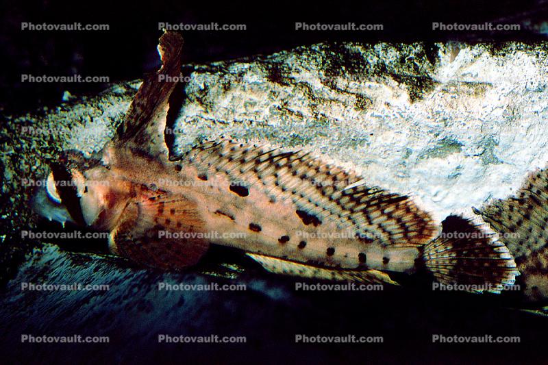 Sailfin Sculpin, (Nautichthys oculofasciatus), Scorpaeniformes, Hemitripteridae, Demersal
