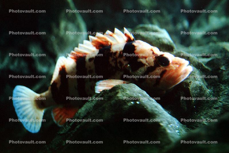 Tiger Rockfish, (Sebastes nigrocinctus), Scorpaeniformes, Scorpaenoidei, Scorpaenidae, banded, black-banded, eyes