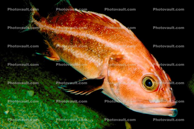 Yelloweye Rockfish, Scorpaenidae, eyes