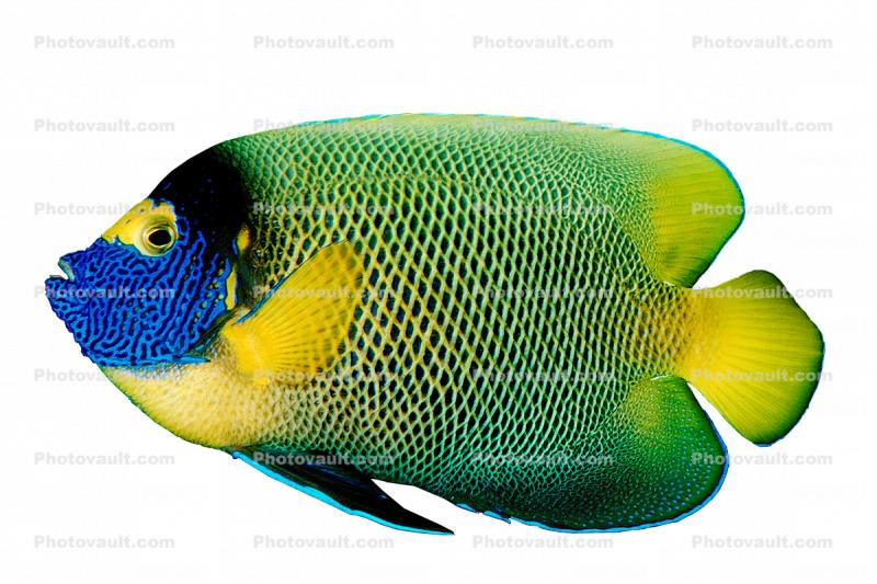 Yellow-Faced Angelfish, (Pomacanthus xanthometopon), Perciformes, Pomacanthidae