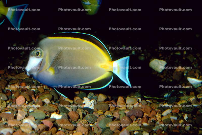 Whitecheek Surgeonfish, (Acanthurus nigricans), Perciformes, Acanthuridae, Tang
