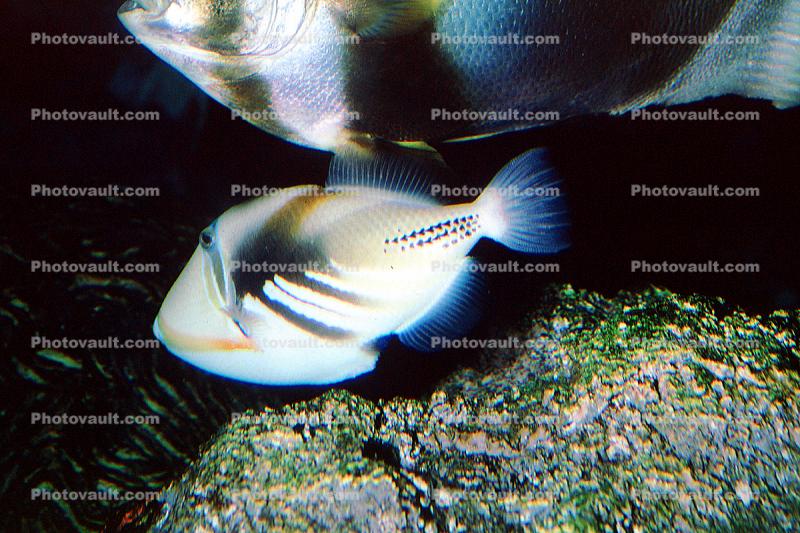 Picasso triggerfish, (Rhinecanthus aculeatus), Tetraodontiformes, Balistidae