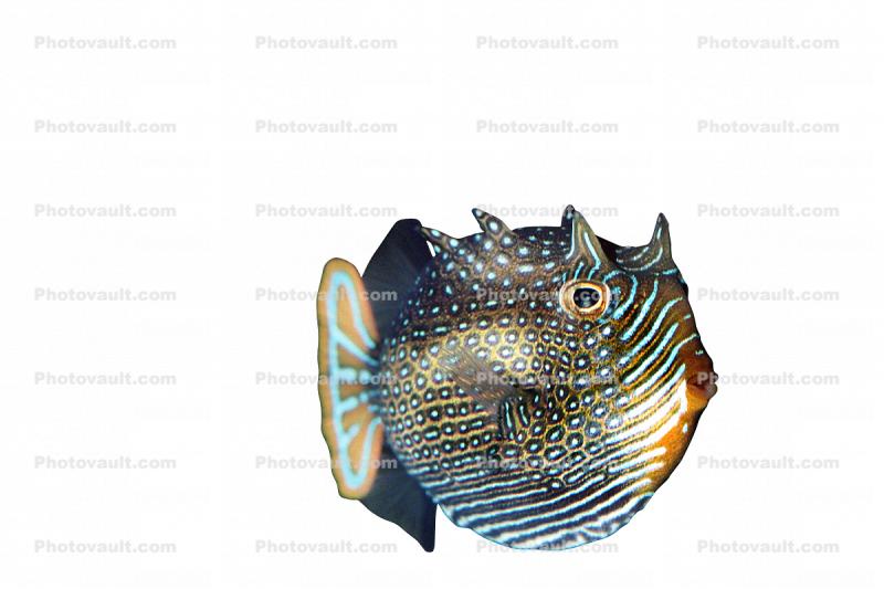 Shaw's Cowfish, (Arcana aurita}, photo-object, object, cut-out, cutout