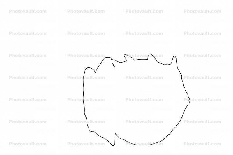 Shaw's Cowfish (Arcana aurita} Outline, line drawing, shape