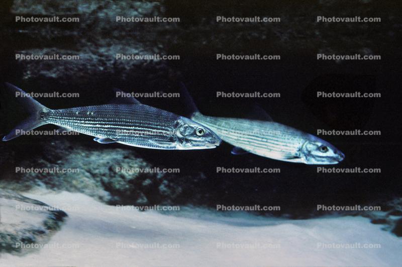 Bonefish, (Albula vulpes), Albuliformes, Albulidae