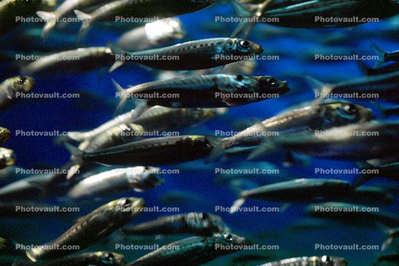 Pacific Sardine, Sardinops sagax