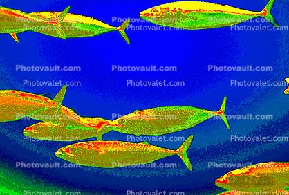 Pacific Sardine, Sardinops sagax, Paintography