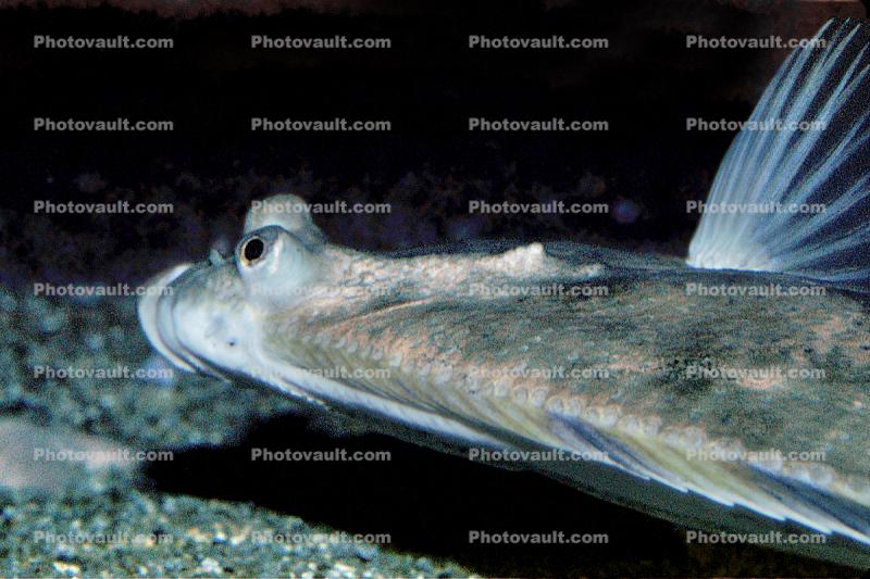 Flatfish, bottomfish