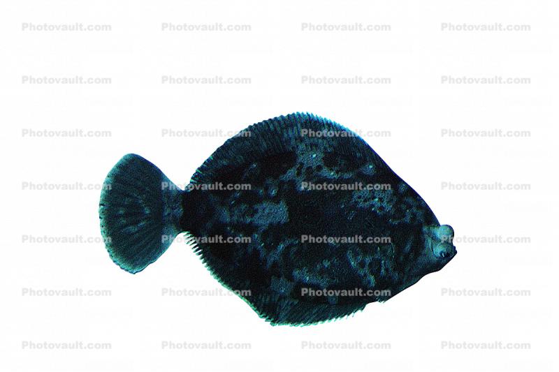 Flatfish, photo-object, object, cut-out, cutout, shape