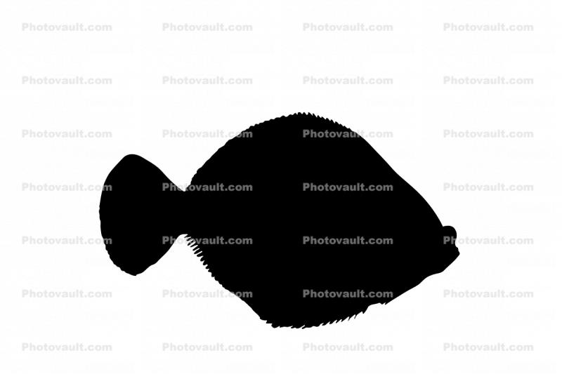Flatfish silhouette, shape, logo