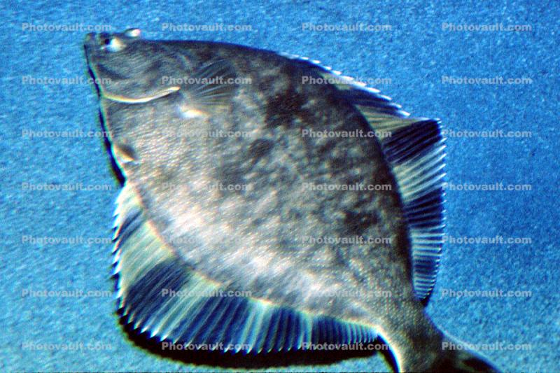 Flatfish, bottomfish