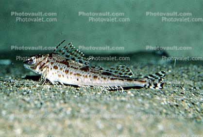 Longspine combfish, (Zaniolepis latipiniis), Scorpaeniformes, Hexagrammidae, Zaniolepidinae