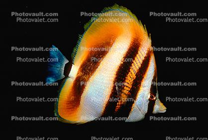 Butterflyfish