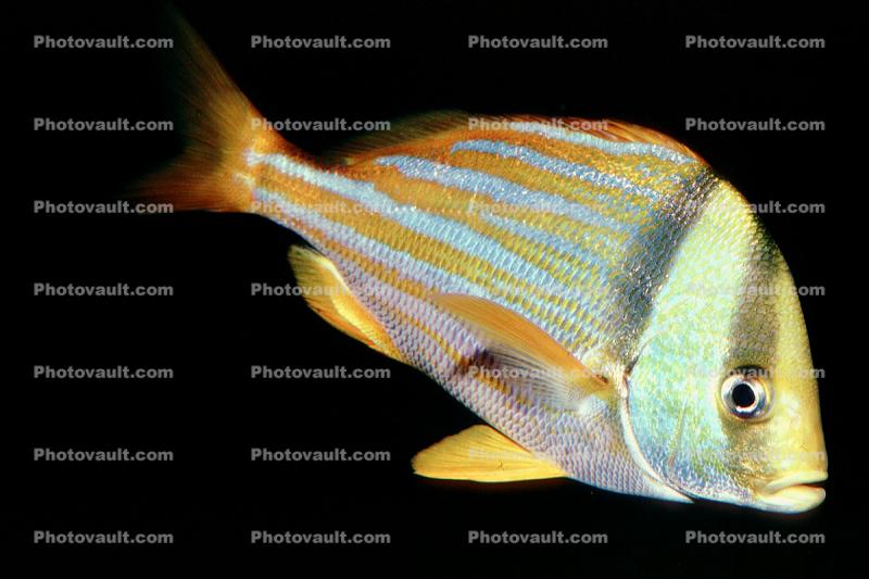 Porkfish, (Anisotremus virginicus), Perciformes, Haemulidae, grunt