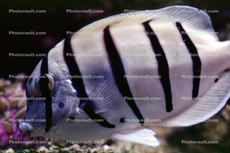 manini, (Acanthurus triostegus), Perciformes, Acanthuridae, surgeonfish