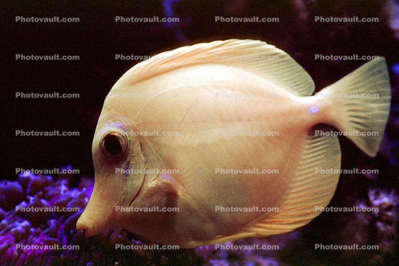 Yellow Tang, (Zebrasoma flavescens), Perciformes, Acanthuroidei, Acanthuridae, surgeonfish