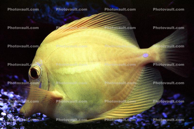 Yellow Tang, (Zebrasoma flavescens), Perciformes, Acanthuroidei, Acanthuridae, surgeonfish