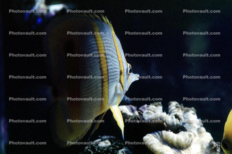 Long Nosed Butterflyfish, (Chetodon kleini), (Orange Butterflyfish), Perciformes, Chaetodontidae