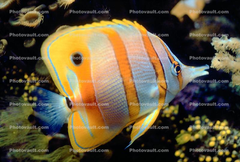Long Nosed Butterflyfish, (Chetodon kleini), (Orange Butterflyfish)