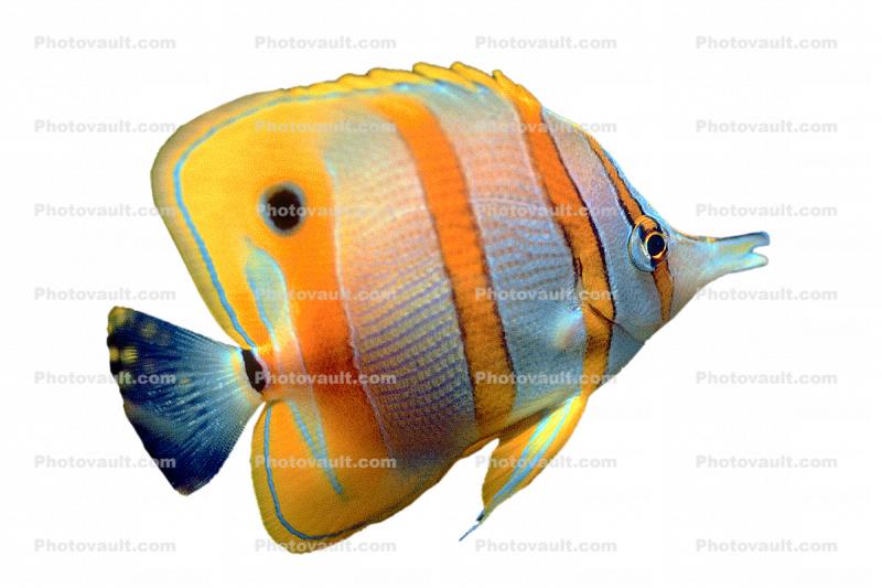 Butterflyfish, Perciformes, Chaetodontidae, Long Nosed Butterflyfish, (Chetodon kleini), (Orange Butterflyfish), photo-object, object, cut-out, cutout