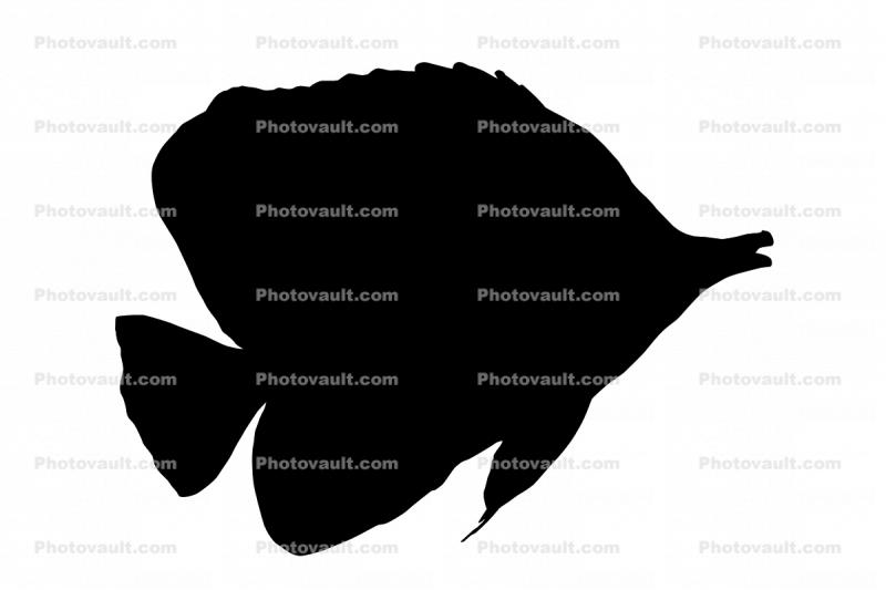 Long Nosed Butterflyfish silhouette, (Chetodon kleini), (Orange Butterflyfish), logo, shape