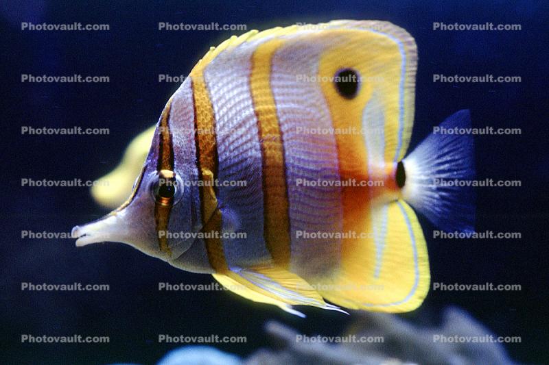 Butterflyfish, Perciformes, Chaetodontidae, Long Nosed Butterflyfish, (Chetodon kleini), (Orange Butterflyfish)