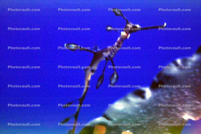 Weedy seadragon, (Phyllopteryx taeniolatus)