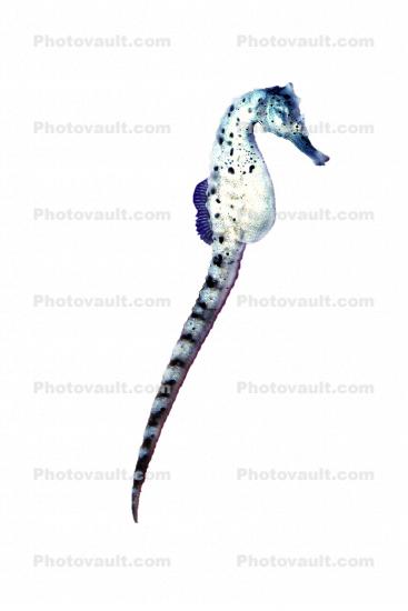 Seahorse object, photo-object, object, cut-out, cutout