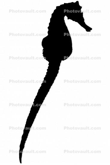 Seahorse silhouette, shape, logo