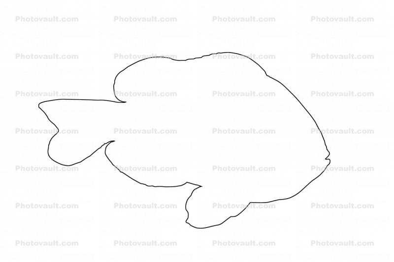 Clark's Anemonefish Outline, (Amphiprion clarkii), Perciformes, Pomacentridae, Amphiprioninae, line drawing, shape