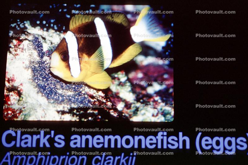 Clark's Anemonefish, (Amphiprion clarkii), Perciformes, Pomacentridae, Amphiprioninae