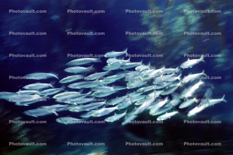 Pacific Sardine, (Sardinops sagax), Clupeiformes, Clupeidae