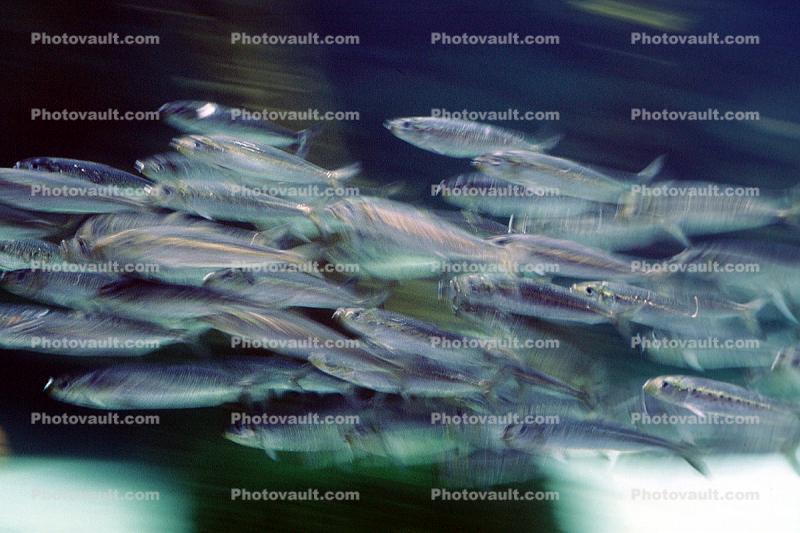 Pacific Sardine, (Sardinops sagax), Clupeiformes, Clupeidae
