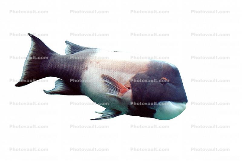 California Sheephead, (Semicossyphus pulcher), Perciformes, Labridae, wrass, photo-object, object, cut-out, cutout