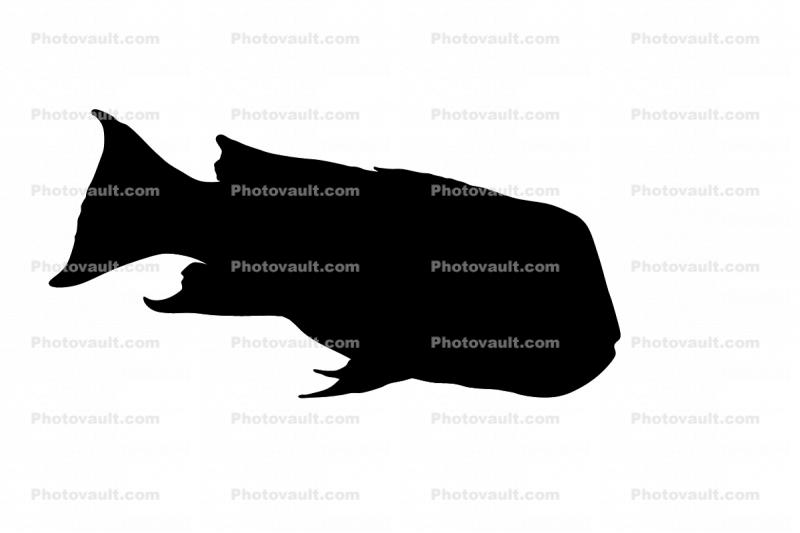 California Sheephead silhouette, (Semicossyphus pulcher), Perciformes, Labridae, wrass, shape, logo