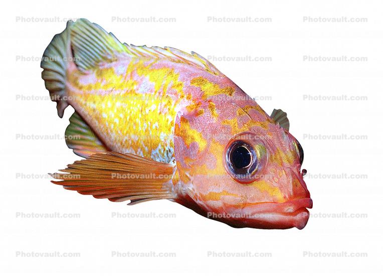 Rosy Rockfish (Sebastes rosaceus), Scorpaeniformes, Sebastidae, photo-object, object, cut-out, cutout