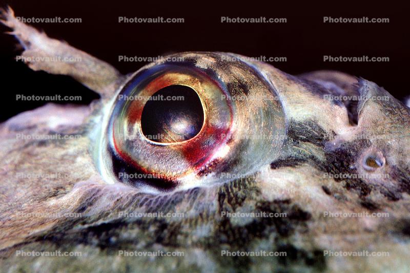 Cabezon, (Scorpaenichthys marmoratus), Scorpaeniformes, Cottoidei, Cottoidea, Sculpin, eyes