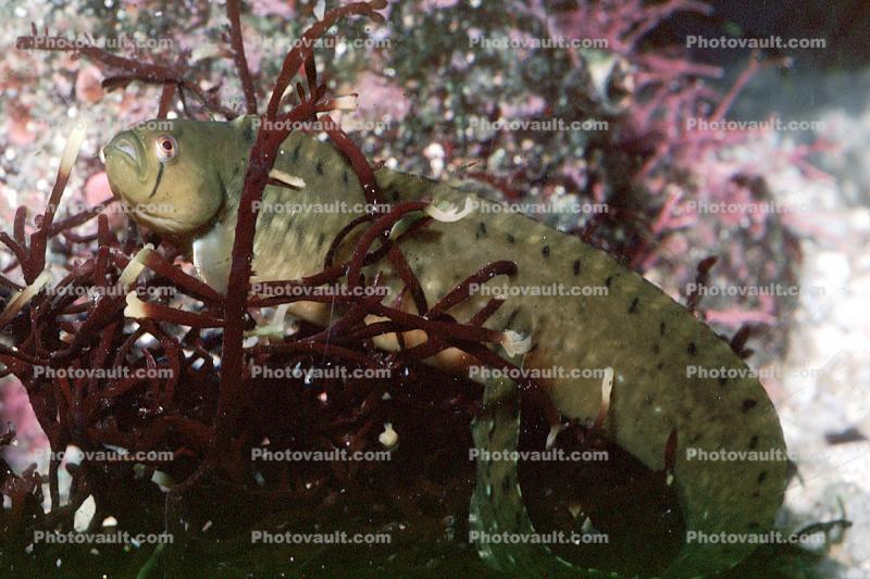 Rockweed gunnel, (Xererpes fucorum), Perciformes, Pholidae